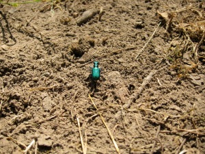 Emerald beetle on dry ground